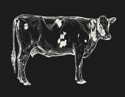 gedetailleerd wit lijn kunst van een koe Aan een zwart achtergrond met een klassiek voelen vector