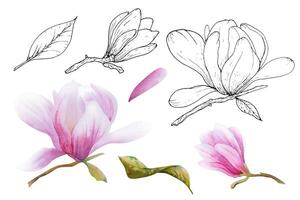 waterverf illustratie met bloeiend roze bloemen en magnolia takken. hand- getrokken magnolia. vector