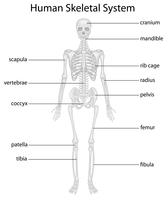 Skeletsysteem vector