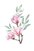 vers magnolia bloem botanisch waterverf illustratie bloemen ontwerp bloemblaadjes bloeiend voorjaar tropisch roze mooi fabriek met eucalyptus bladeren vector