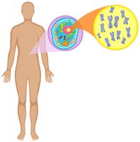 Menselijk lichaam en dierlijke cellen vector