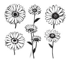 kamille hand- getrokken zwart verf set. inkt tekening bloemen en bladeren, monochroom artistiek botanisch illustratie. geïsoleerd bloemen elementen, madeliefje. vector
