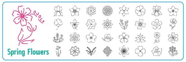 voorjaar bloemen lijn pictogrammen set. Woud varen eucalyptus kunst gebladerte natuurlijk bladeren kruiden. decoratief schoonheid elegant illustratie voor ontwerp hand- getrokken bloem. vector