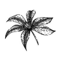 bloem clematis schetsen hand- getrokken vector