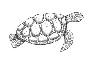 zwemmen gravure zee schildpad geïsoleerd Aan wit achtergrond. hand- getrokken lijn monochroom illustratie onderwater- dier vector