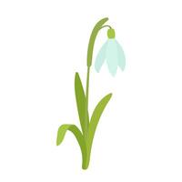 januari geboorte maand bloem sneeuwklokje vlak tekenfilm illustratie. hand- getrokken lente bloem geïsoleerd Aan wit. vector
