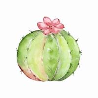 waterverf cactus, woestijn Mexicaans planten vector