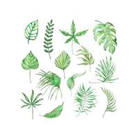 waterverf helder groen tropisch bladeren, voor zomer ontwerpen vector