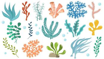 koraal set. oceaan planten, onderwater- flora, zeewier. aquatisch plant, algen, tropisch zeebedding elementen reeks vector