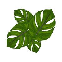 illustratie van palm blad vector