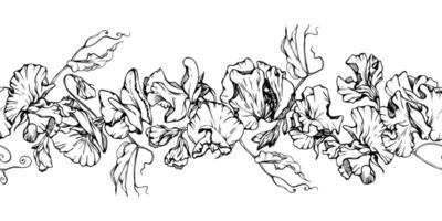 hand- getrokken grafisch inkt illustratie botanisch bloemen bladeren. zoet eeuwigdurend erwt, wikke winde peulvrucht. naadloos banier geïsoleerd Aan wit achtergrond. ontwerp bruiloft, liefde kaarten, bloemen winkel vector