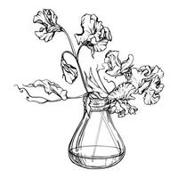 hand- getrokken grafisch inkt illustratie botanisch bloemen bladeren. zoet eeuwigdurend erwt, wikke winde peulvrucht. glas vaas boeket geïsoleerd wit achtergrond. ontwerp bruiloft, liefde kaarten, bloemen winkel vector