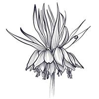 uit de vrije hand tekening fritillaria imperialis illustratie vector