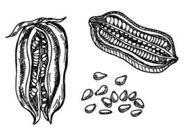 sesam zaad, noten fabriek. hand- getrokken schetsen. gezond fabriek. behandeling, zorg, voedsel ingrediënt keuken kruid vector