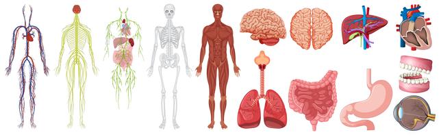 Set van menselijke anatomie en systemen
