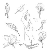 monochroom bloemen en magnolia takken en vrouw handen, hand- getrokken. zwart en wit illustratie van bloemen, magnolia takken en handen. vector