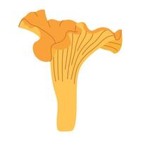 chanterelle illustratie. eetbaar chanterelle champignons. geel paddestoel. hand- getrokken modieus vlak stijl. tekening herfst Woud oogst vector