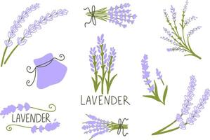 reeks van verschillen lavendel Aan wit achtergrond. schets illustratie vector