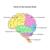 onderdelen van de menselijk brein. menselijk hersenen anatomie diagram. vlak illustratie geïsoleerd Aan wit achtergrond. vector