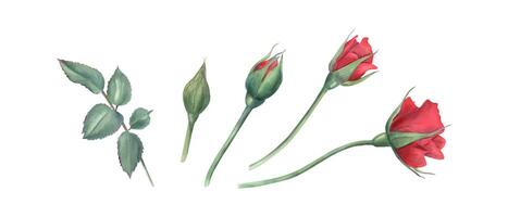 rozen. roos bloemen Bij verschillend stadia van bloeiend. tuin fabriek. groen bladeren. bloemen klem kunst van bloem knoppen. waterverf illustratie voor bruiloft uitnodigingen, verjaardag kaarten vector