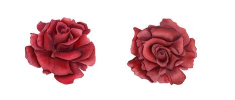 Open diep rood roos bloemen. top visie. bloemen symbool van liefde. twee robijn bloem hoofden. waterverf illustratie van realistisch tuin fabriek. net zo decoratief element voor bruiloft regeling, groet vector