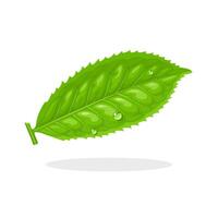 illustratie, vers groen thee bladeren, wetenschappelijk naam camelia sinensis, geïsoleerd Aan wit achtergrond. vector