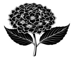 protea bloemen zwart silhouetten vector