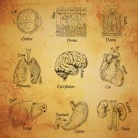 Menselijke organen schetsen vector