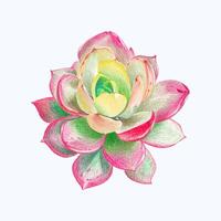 schattig waterverf cactus clip art - downloaden sappig illustratie vector