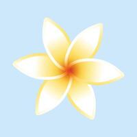 plumeria bloem geïsoleerd Aan wit achtergrond vector