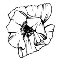 reeks van elementen met hand- getrokken pioen papaver bloemen. geïsoleerd Aan wit achtergrond. botanisch grafisch illustratie. ontwerp voor uitnodigingen, bruiloft, liefde of groet kaarten, papier, afdrukken, textiel vector