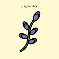de lavendel bloem vector