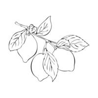 contour van Afdeling met fruit van citrus fruit limoen of citroen, hand- getrokken schetsen, geïsoleerd, wit achtergrond. vector