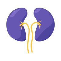 gezond menselijk nier systeem icoon een deel van urine- vector