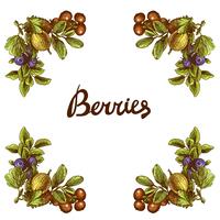 Schets bessen frame vector