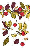 vector set paradijs appels ontwerpelementen en patroonpenseel. hand getekend cartoon stijl illustratie. leuke zomer- of lente-sjablonen voor bruiloft, vakantie of kaartontwerp