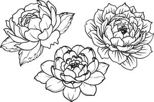 reeks van pioen bloemen.zwart en wit illustratie vector