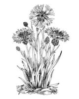 korenbloem schets illustratie. hand- getrokken clip art van geneeskrachtig bloemen en kruiden. zwart lijn kunst van zomer fabriek. knapweeds in de gras. tekening Aan wit achtergrond. wijnoogst bloemen afdrukken vector