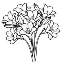 freesia bloem boeket schets illustratie kleur boek bladzijde ontwerp, freesia bloem boeket zwart en wit lijn kunst tekening kleur boek Pagina's voor kinderen en volwassenen vector