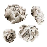 hand- getrokken waterverf grisaille monochroom pioen, tulp, ranonkel bloemen. single element geïsoleerd Aan wit achtergrond. ontwerp voor uitnodigingen, bruiloft of groet kaarten, bloemen winkel, afdrukken, textiel vector