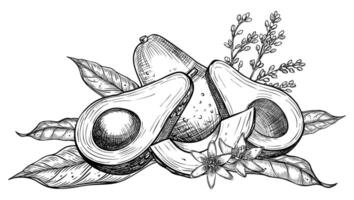 avocado illustratie. botanisch tekening van fruit met bloem geschilderd door zwart inkten in lineair stijl. gravure van groente met bladeren. etsen van veganistisch voedsel voor recepten en kookboeken vector