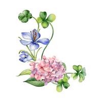 arrangement met roze hortensia en Klaver waterverf illustratie geïsoleerd Aan wit. geschilderd krokus bloemen Pasen kaart. hand- getrokken Iers symbool. ontwerp voor st. Patrick dag, lente, pakket vector