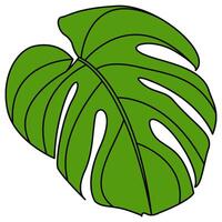 decoratief geïllustreerd monstera deliciosa fabriek illustratie. helder groen grafisch illustratie van een monstera blad fabriek. vector