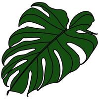 decoratief geïllustreerd monstera deliciosa fabriek illustratie. helder groen grafisch illustratie van een monstera blad fabriek. vector