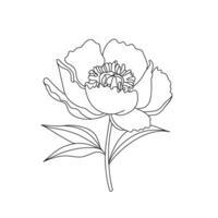 zwart lijn tekening van pioen bloem geïsoleerd Aan wit. hand- getrokken schetsen, illustratie. decoratief element voor groet kaart, bruiloft uitnodiging, andere afdrukken producten. vector