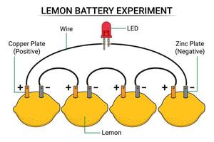 een serie van citroen batterijen verbonden naar een lamp vector