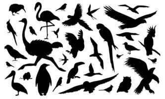 silhouetten van vogelstand vector