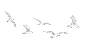 hand- getrokken vliegend zeemeeuw vogelstand kudde vector