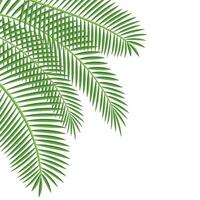 palm blad hoek vector