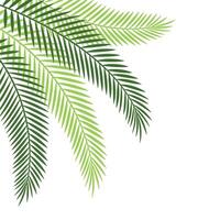 palm blad hoek vector